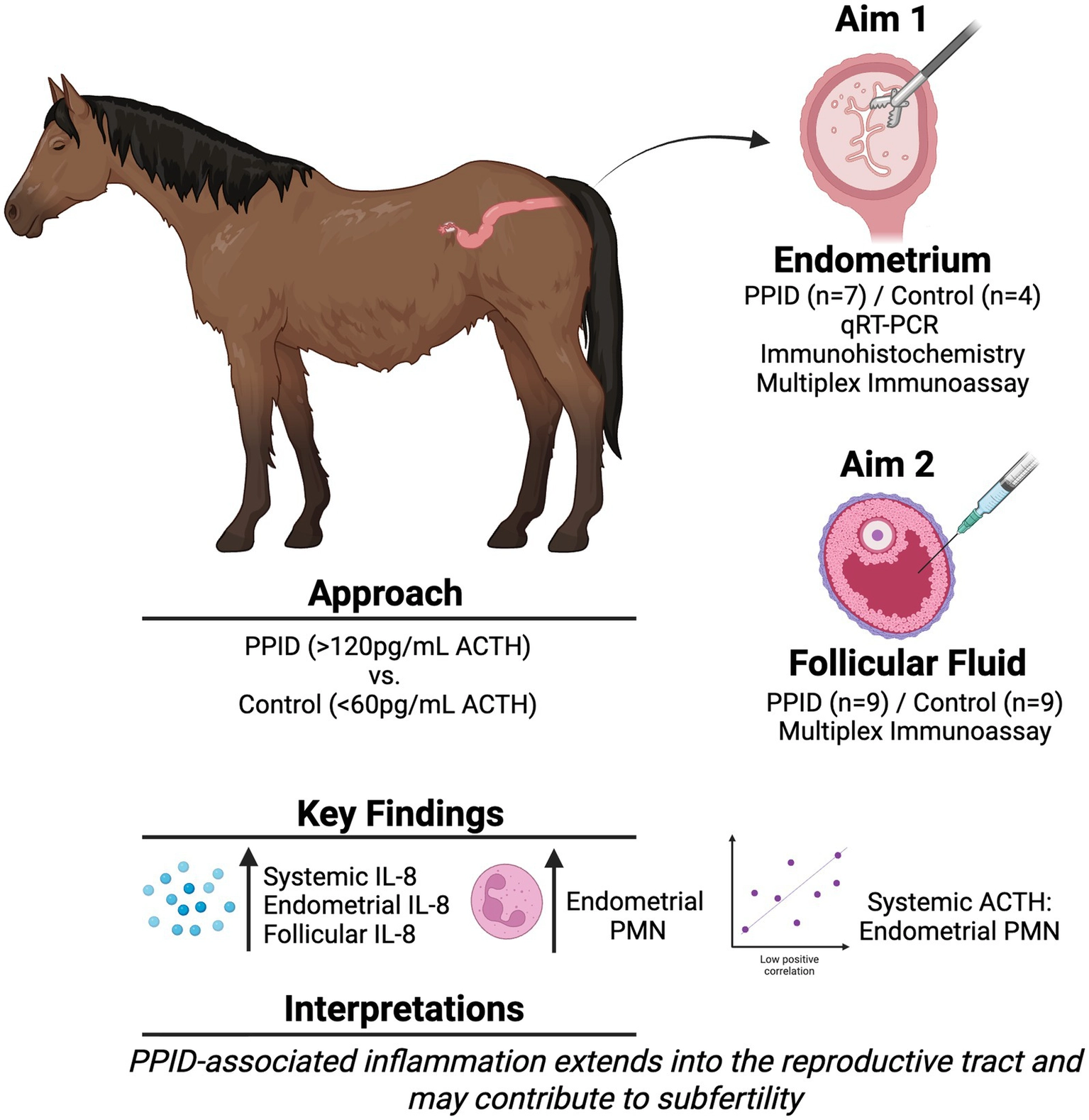 Equine PPID reproductive inflammation research illustration